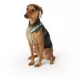 Product Top Paw® Basic Nylon Dog Harness