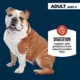 Product Authority Digestive Support Puree Adult Dog Meal Topper - Pumpkin & Oatmeal, 3 oz