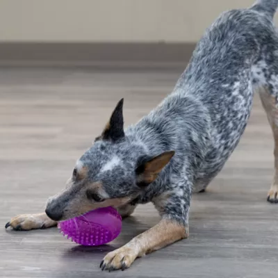 Product Starmark Snapper Trapper Venus