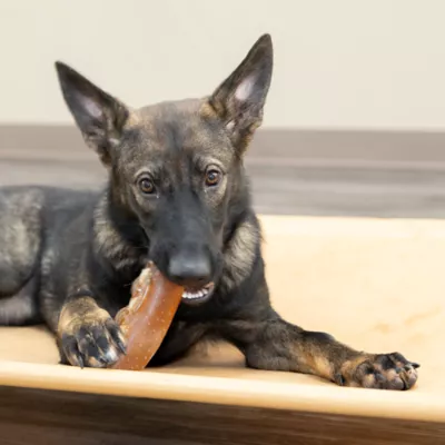 Product Starmark Treat Ringer Hot Dog Toy