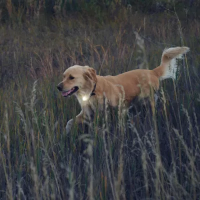 Product Nite Ize® SpotLit Collar Light