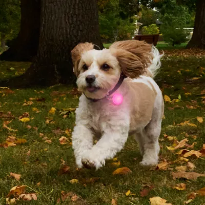 Product Nite Ize® SpotLit Collar Light