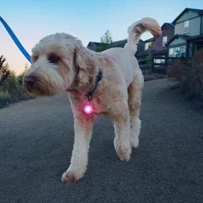 Product Nite Ize® SpotLit Collar Light