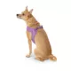 Product Top Paw® Comfort Slip-On Harness