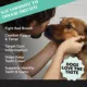 Product Pet Honesty Fresh Breath Dental Powder Supplement for Dogs, Mint Flavor, for Dogs Over 1 lb