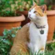 Product TagWorks® Small Cat Face ID Tag
