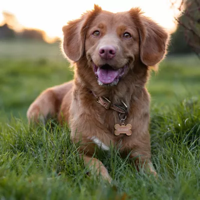 Product TagWorks® Large Rose Gold Pet ID Tag