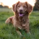 Product TagWorks® Large Rose Gold Pet ID Tag