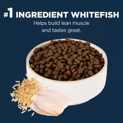 Product Authority® Everyday Health All Life Stages Dry Cat Food - Whitefish