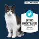 Product Authority® Hydration Cat Food Complement - 1.4 Oz Broth