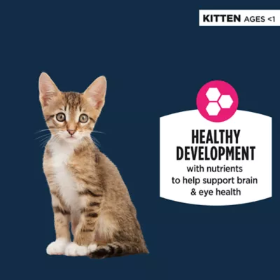 Product Authority Cat - Kitten, Wet Food, Split Cup, Chunks, Gravy, Salmon, 2.65 OZ