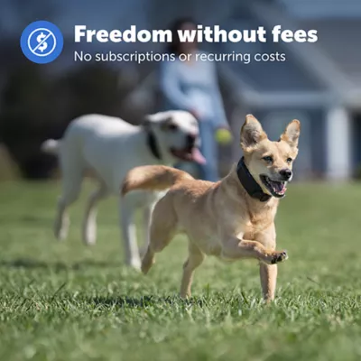 Product PetSafe Guardian® Add-A-Dog® Collar