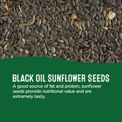 Product All Living Things® Black Oil Sunflower Seeds
