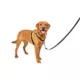 Product PetSafe® 3 in 1 Harness