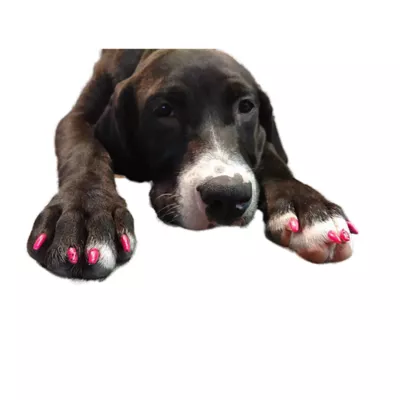 Product Warren London Pawdicure Polish Pen - Pink