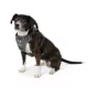 Product Arcadia Trail® Quick Dry Dog Harness