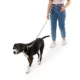 Product Arcadia Trail® Hands-Free Dog Leash