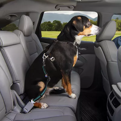 Product Kurgo® Direct to Seatbelt Swivel Tether - Blue & Black