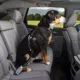 Product Kurgo® Direct to Seatbelt Swivel Tether - Blue & Black