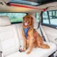 Product PetSafe® Happy Ride Dog Zipline