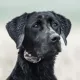 Product SportDOG® SDR-ACX Add-A-Dog Receiver Collar