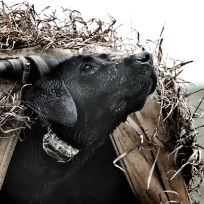 Product SportDOG® SDR-ACX Add-A-Dog Receiver Collar