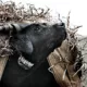 Product SportDOG® SDR-ACX Add-A-Dog Receiver Collar