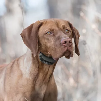 Product SportDOG® Brand SportTrainer 575