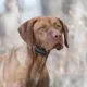 Product SportDOG® Brand SportTrainer 575