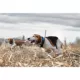 Product SportDOG® TEK-2AD Add-A-Dog Tracking and Training Collar