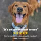 Product PetSafe® Add-A-Dog Reciever Collar Lite