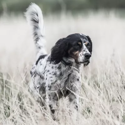 Product SportDOG® Brand SportHunter 1825X