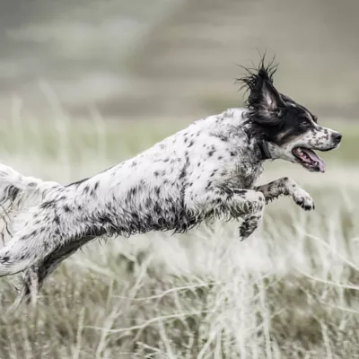 Product SportDOG® Brand SportHunter 1825X