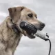 Product SportDOG® SDR-AFX Add-A-Dog Receiver Collar
