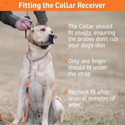 Product SportDOG® SDR-AFX Add-A-Dog Receiver Collar