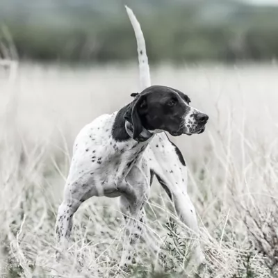 Product SportDOG® Brand SportHunter 1225X E-Collar - 3/4 Mile Range