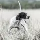Product SportDOG® Brand SportHunter 1225X E-Collar - 3/4 Mile Range