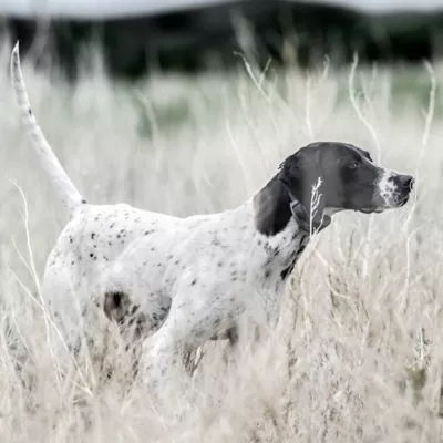 Product SportDOG® Brand SportHunter 1225X E-Collar - 3/4 Mile Range