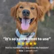 Product PetSafe® Remote Trainer - Add A Dog Reciever Collar