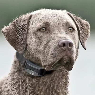 Product SportDOG® Brand FieldTrainer 425XS Stubborn Dog Remote Trainer - Add A Dog Reciever Collar