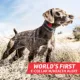 Product SportDOG® Brand Add-A-Dog Receiver Collar - Compatible with SportDOG® Brand FieldSentinel 825 & 1825