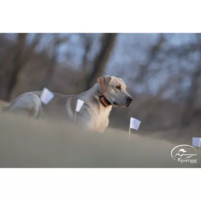 Product SportDOG® Brand Contain + Train system - Add-A-Dog Receiver