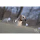 Product SportDOG® Brand Contain + Train system - Add-A-Dog Receiver
