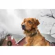 Product SportDOG® Brand Contain + Train system - Add-A-Dog Receiver