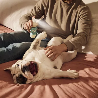 Product Mrs. Meyer's Clean Day Dog Deodorizing Spritz - Sweet Chamomile, 8 oz