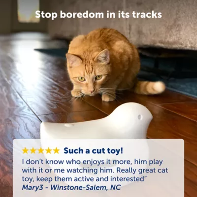 Product PetSafe® Peek-a-Bird Automatic Cat Toy