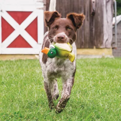 Product PetSafe® Busy Buddy Barnacle Toy