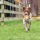 Product PetSafe® Sportsmen Squeeze Meeze Dog Toy
