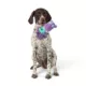 Product Joyhound® Hippo Treat Dispensing Rope Dog Toy