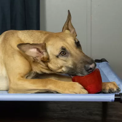 Product Starmark Everlasting Cookie Cup Dog Toy